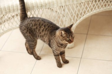 Kedi yerde yatıyor.