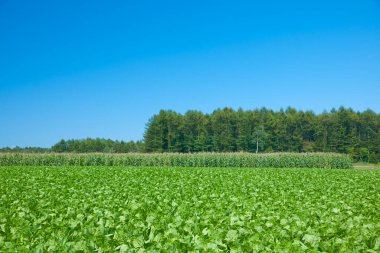 Genç yeşil mısır tarlası güneşli bir günde