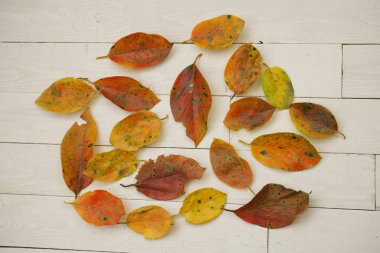 Ahşap arka planda sonbahar yaprakları