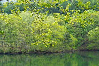 yeşil ağaçlar ve ormandaki güzel göl