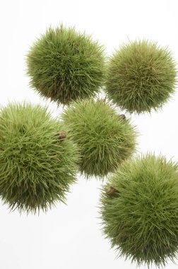 Castanea Crenata 'ya yakın, Japon kestaneleri beyaz arka planda izole edilmiş. 