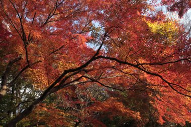 Japonya 'da sonbahar mevsiminde renkli akçaağaç yaprakları