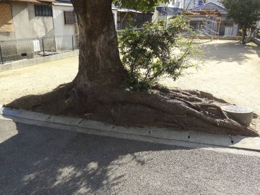 Konut binalarının yakınındaki kaldırım boyunca ağaç kökleri büyüyor.