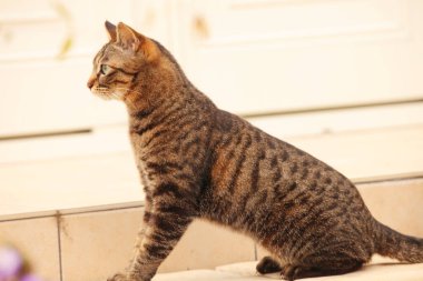 Gündüz vakti sevimli kedilerin açık hava çekimi. 