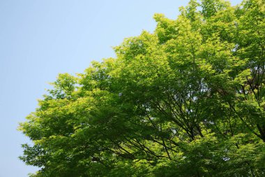 Parktaki güzel yeşil ağaçlar