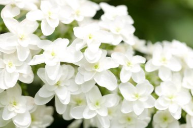 Beyaz yasemin çalılarının beyaz çiçekleri.