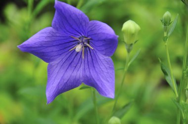 Bahçede mor çiçek