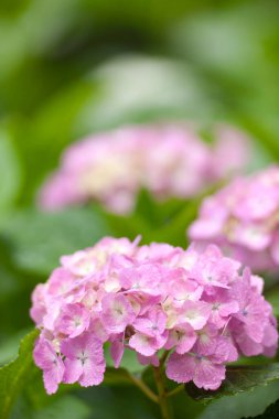 Bahar bahçesinde güzel pembe ortanca çiçekleri      