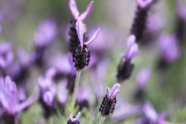 Tarlada lavanta çiçekleri, yakın plan..