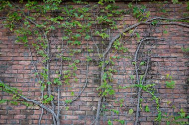 Sarmaşık bitkileri gün içinde evin duvarında büyür. 