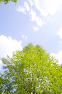 Ormanda yeşil yapraklar doğanın arka planında