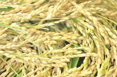 Hasat mevsiminde buğday tarlasını kapatın.