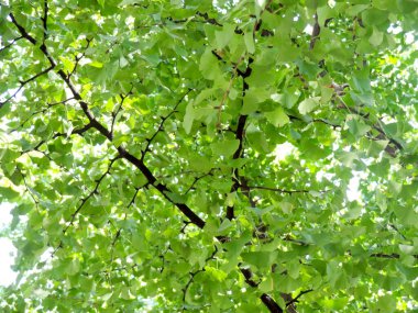 Ormanın güzel manzarası