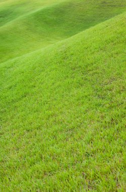 Golf sahasının taze yeşil çimenleri