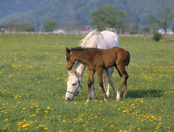 Horses Grazing Green Field Sunny Morning — Stock Photo, Image