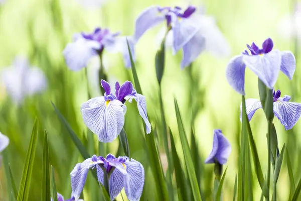 Bahçede Açan Güzel Iris Çiçekleri — Stok fotoğraf
