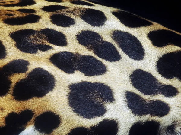 ヒョウの皮の背景の質 クローズアップ — ストック写真