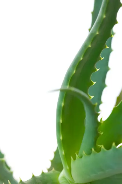 Aloe Vera Plant Isolated White Background — Stock Photo, Image