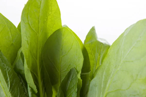 Grüne Blätter Des Salats — Stockfoto