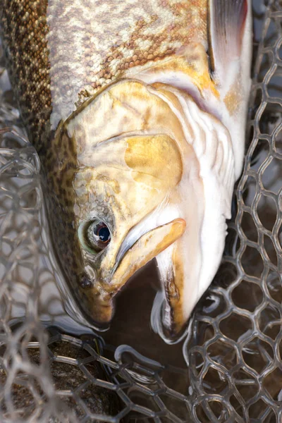 Fishing Trout Caught Fishing Net — Stock Photo, Image