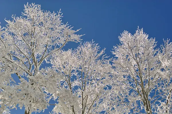 Bela Paisagem Inverno Com Árvores Cobertas Geada Neve — Fotografia de Stock