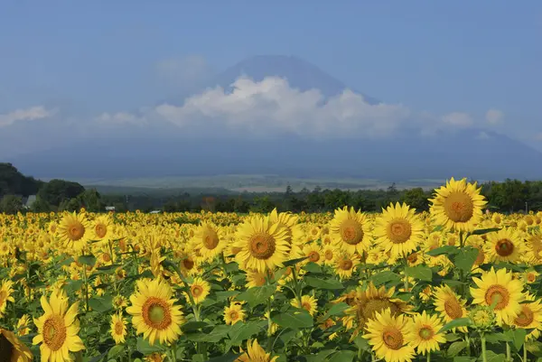 バックグラウンドの太陽の花と山 — ストック写真
