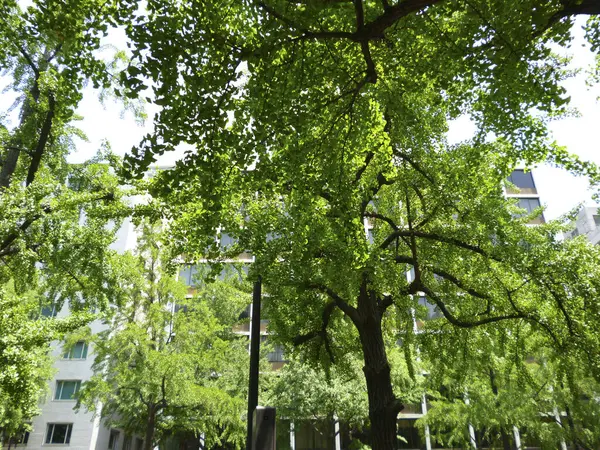Vista Árvores Verdes Folhas Cidade — Fotografia de Stock