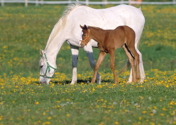 Young Horse Her Baby Field — Stock Photo, Image
