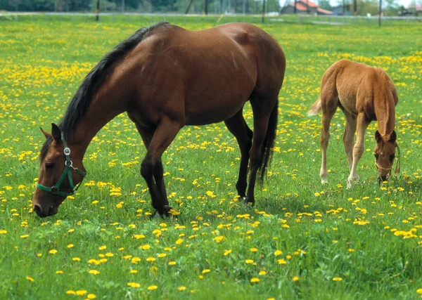 Koně Pasoucí Zeleném Poli Slunečného Rána — Stock fotografie