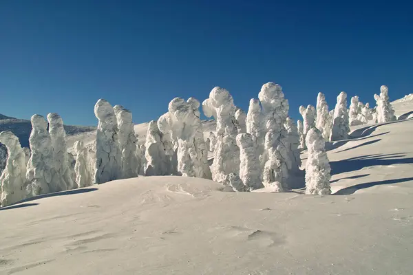 Λευκά Χιονισμένα Δέντρα — Φωτογραφία Αρχείου