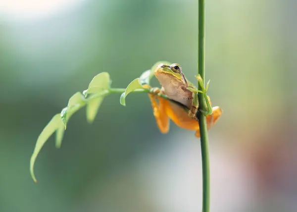 Doğal Arka Planda Güzel Kurbağanın Yakın Plan Çekimi — Stok fotoğraf
