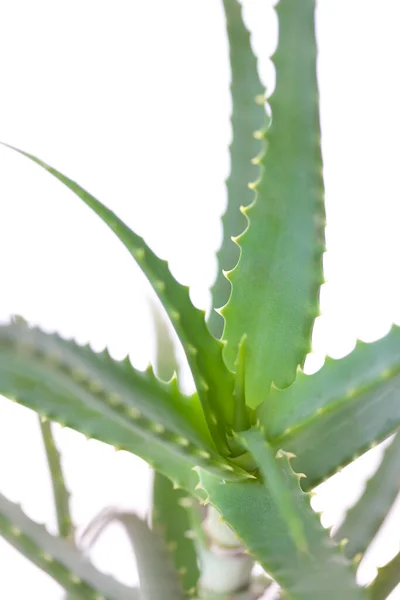 Aloe Vera Plant Isolated White Background — Stock Photo, Image