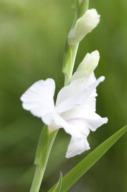 Yeşil arka planda beyaz çiçek