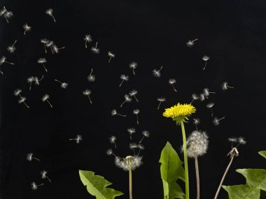 Karanlık bir arka planda bir sürü karahindiba çiçeği.
