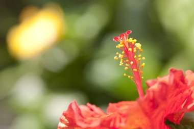 Güzel çiçekler, yakın görüş, doğa konsepti.