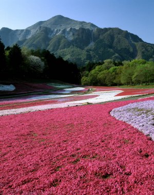 Bahçede pembe laleler