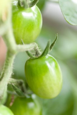 Bahçede yeşil domatesler, yakın plan.