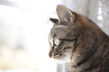 Arka planda sevimli bir kedinin portresi