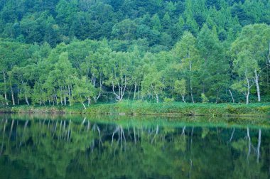 Ormanda gölü olan güzel bir manzara.