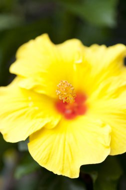 Güzel çiçekler, yakın görüş, doğa konsepti.