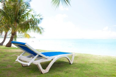 Palmiye ağaçları ve şezlong 