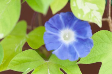 Güzel çiçek ipomoea 'sının yakın plan çekimi.