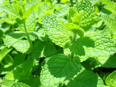 Bahçedeki yeşil nane yapraklarını kapat..           