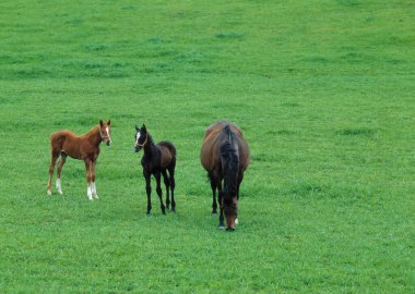 Yeşil yaz otlağındaki atlar gündüz vakti 