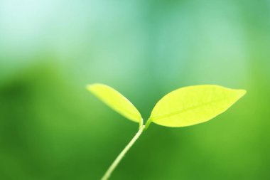 Arkaplanı bulanık yeşil bitki