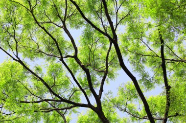 Ormanda yeşil yapraklar