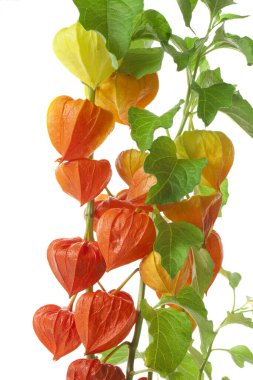 Arka planda Physalis alkekengi çiçekleri