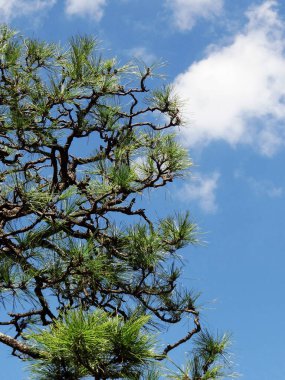 Mavi gökyüzü olan çam ağacı