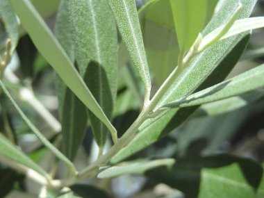 Zeytin dalı, bitki ve yapraklar,