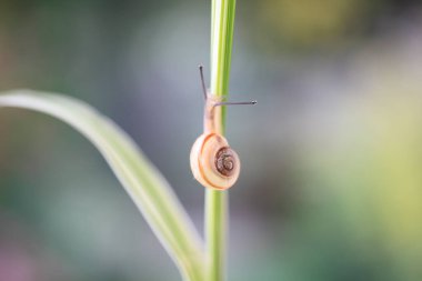 Yaprağın üzerinde bir salyangoz, doğa arka planı